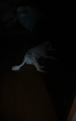 ぼんやりと浮かび上がる白いもの