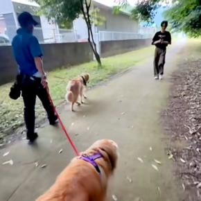 『居るはずのないお兄ちゃん』が散歩中にそばを通ったら、大型犬はどうするか？検証したら→思わず笑顔になる『再会の光景』に「嬉しいね」の声