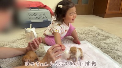 子猫のお世話にチャレンジ!