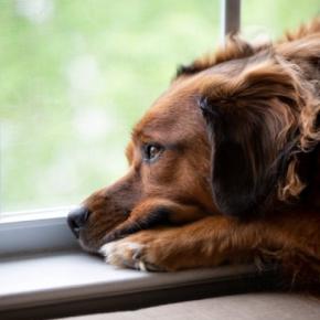 犬が『自信を失う』絶対NG行為5選　愛犬のプライドが崩壊する飼い主の態度や適切な対応まで