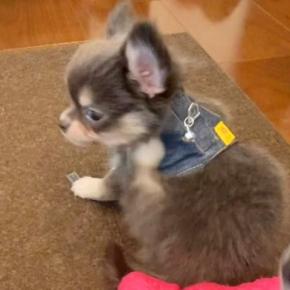 赤ちゃん犬が『初めてのハーネス』に挑戦した結果→『慣れないから転んでしまうかな』と思ったら…悶絶レベルな『まさかの展開』が511万再生