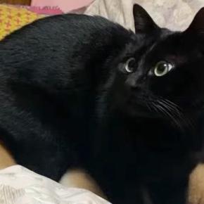 寝室に行くと、なぜか猫が『犬をベッド代わり』にしていて…愛おしい困惑の顔と『尊すぎる結末』が72万再生「落ち着くんだね」「可愛いｗ」