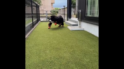 お庭でダッシュ！