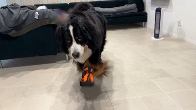 ぎこちない歩き方が可愛い！