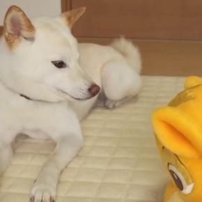 ゲームセンターで取ったぬいぐるみを犬にあげた結果→振り回すので『いじめないで』とお願いすると…愛おしい光景に反響「偉すぎて涙が出そう」
