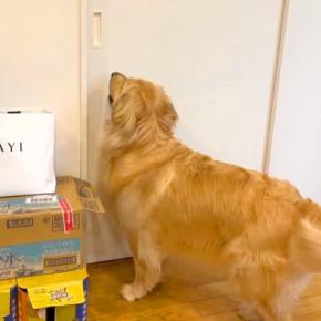 ずっと一緒にいる『2匹の大型犬』が離れ離れになった結果→『再会を喜ぶかな』と思ったら…想像と違う光景が19万再生「入れ替わりｗ」「笑った」