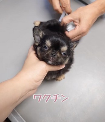 注射も頑張ります!