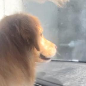 大型犬を助手席に乗せ『洗車機に入った』結果→『怖がるかな』と思ったら…コントのような『まさかの光景』に爆笑「可愛いｗ」「めっちゃ笑った」