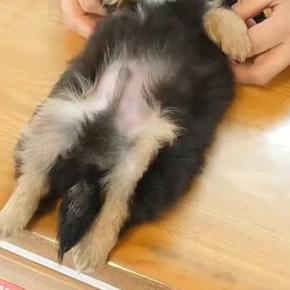 動物病院にきた赤ちゃん犬→検査後、『受付のお姉さん』に心を許しすぎて…無防備すぎる『まさかの体勢』が85万再生　警戒心が全くない姿に悶絶