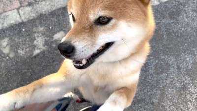 「ママもやめなさいって言って!」
