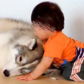 1歳の男の子が『大型犬のモフモフが最高なこと』に気付いてしまった結果→あまりにも尊い光景が23万再生「可愛すぎる」「ニヤニヤ止まらない」
