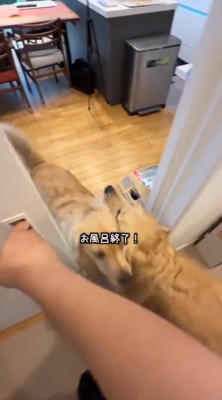男性の足元に集まる2匹の犬