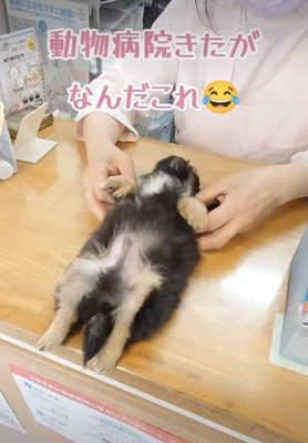 早速のへそ天!