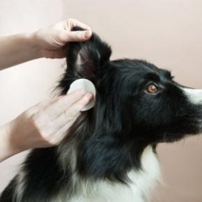 犬の『耳掃除』どうすればいい？飼い主がお手入れするときのタブー行為まで