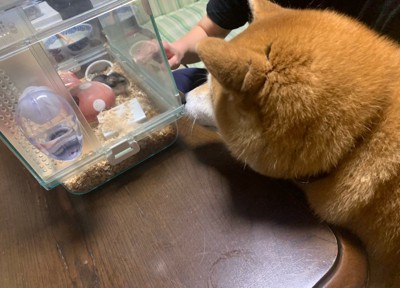 今日は何をしてるのかな?