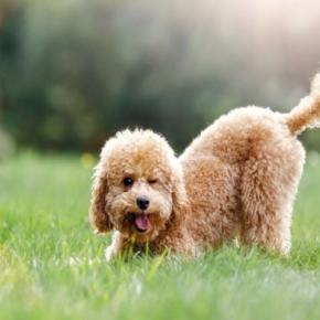 犬が『しっぽを振っている』ときの心理3選　しっぽの動きから愛犬の感情を読み取る方法とは？