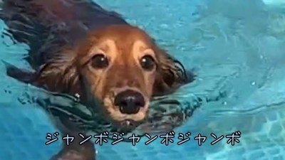 ジャンボちゃんも楽しそうにスイスイ～♪