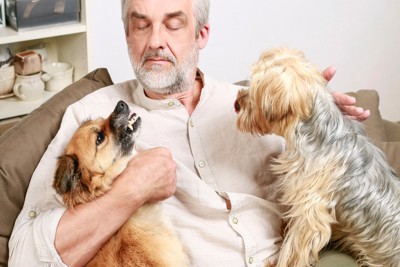 白髪の人、2匹の犬
