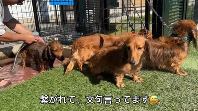 「もっと遊びたい！」とアピール中