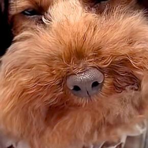 外出中、カートの犬に『カツラ』を被せた結果→通りすがりの人に『赤ちゃん』と勘違いされて…『思わず納得する光景』とまんざらでもない顔に反響