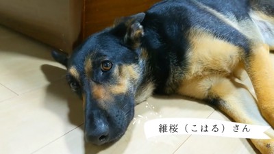 「ベッドに上がりな」と声を掛けたら…?