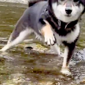 水が苦手な犬が『川で泳ぐ練習をした』結果→『うまくできるかな』と思ったら…あまりにも必死な光景が25万再生「困り顔で草」「おもろすぎｗ」