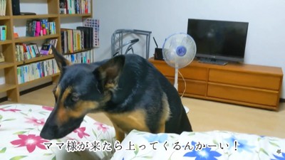 「じゃあ私も一緒に寝る!」