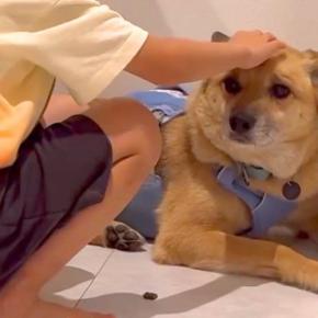 保護犬を飼って初日→『不安で仕方がない顔』をしていて…1年が経過した『現在の光景』が泣けると183万再生「愛されてる証」「表情が全然違う」