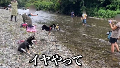 川に入ることを拒否!