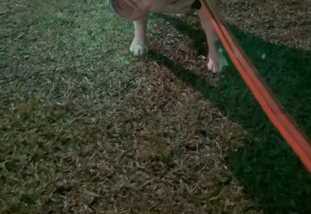 夫に『夜、犬が野良猫にいじめられる』と相談した結果→対策を考えてくれて…『衝撃的な光景』が560万再生「発想がｗｗ」「人間もビビる」