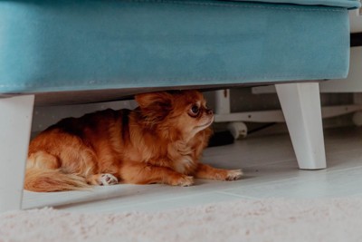隠れている犬