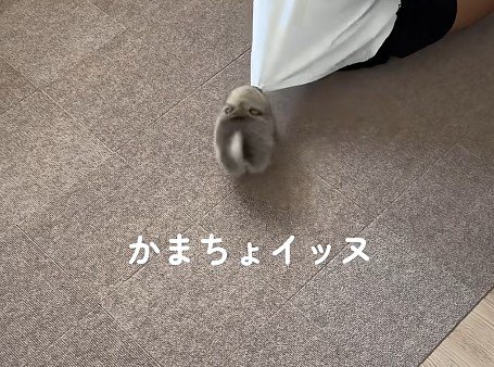 「お掃除はいいから、私と遊んで！」