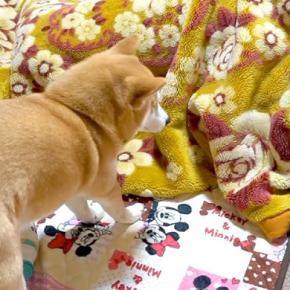 毛布で寝ていたら、トコトコとやってきた犬→『おいで』と声をかけた結果…『愛おしくてたまらない光景』が23万再生「可愛すぎる」「羨ましい」