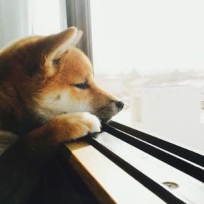 犬がみせる『寂しかった』サイン4選　愛犬の寂しさをやわらげるために飼い主がすべき工夫とは？