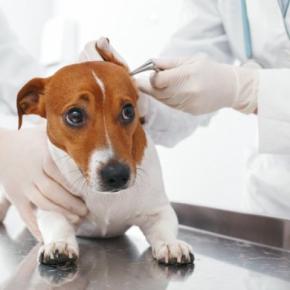 犬の外耳炎が治らない！注意したい「耳のしこり」の種類と特徴【獣医師執筆】