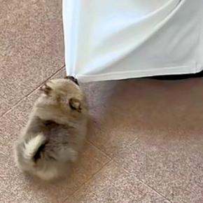 まんまるの『極小赤ちゃん犬』→ケージを掃除中『かまって！』と文句を言って…思わず悶絶する光景が396万再生「毛玉で草」「電池で動いてる？」
