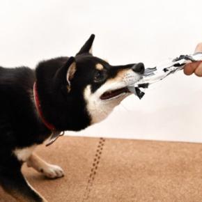 犬に対して『大声を出す』のがNGな理由3つ　愛犬がイタズラしたときの正しい叱り方まで