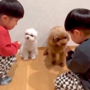 双子の小さな男の子が、2匹の犬に『お名前は？』と質問をした結果→微笑ましい『勘違い』に反響「かわいい」「温度差半端ないけどほっこり」
