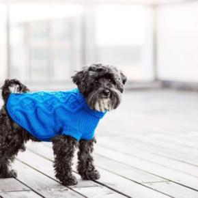 『洋服を着せるべき』犬種5選　ワンコに服は本当に必要なの？メリットまでご紹介