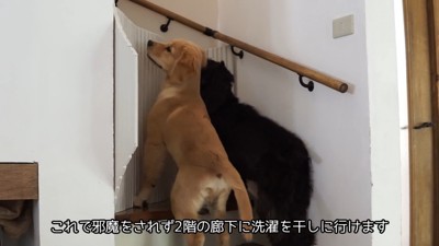 「僕も行きたいのに～」