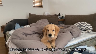 怒られても反省ゼロ！