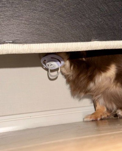 ソファの下に愛犬が！！
