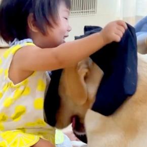 お昼寝している大型犬→他の犬が『1歳の女の子』と遊んでいるのを見て…平和で愛おしい光景が41万再生「見てる時の顔ｗｗ」「みんな可愛い」