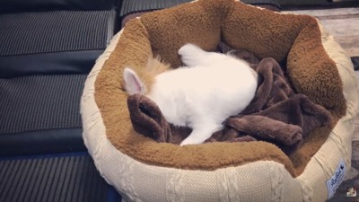 隠れて拒否！