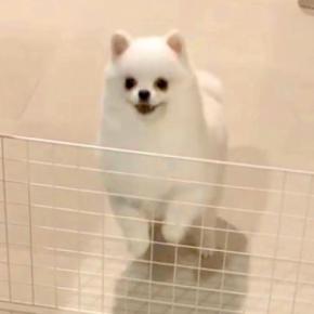 大好きなパパと4日間も会えなかった犬→再会した瞬間、喜び過ぎて『耳』が…まさかの『アザラシ化』する光景に反響「可愛すぎ」「全力で最高」