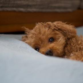 犬が『うつ病』になっているときの初期症状5選　見逃してはいけないサインや早期発見のポイントまで
