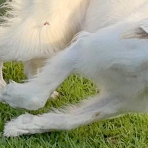 ふと『遊んでいる大型犬』を撮影→『楽しい顔をしてるかな』と思ったら…表情がすごい『アニメのような一枚』に1万いいね「野生出ちゃってて草」