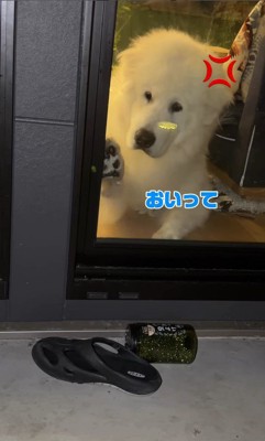 「なんで触れないんだよ~っ」