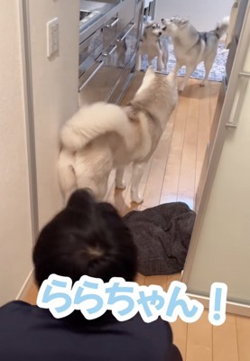ららちゃん「すぐそっち行く!」