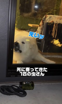 「なんだコイツ?食べてやる!」